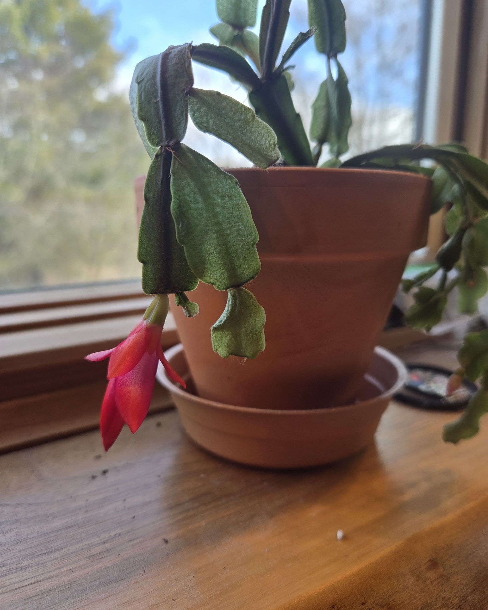 I am so in love with this little Christmas Cactus! A client gave me this little guy, and it has been thriving and even has 4 flowers on it! Trust me, I am surprised myself. I have come a long way to keep these little plants alive! ❤️ 🪴 🌿 🌸