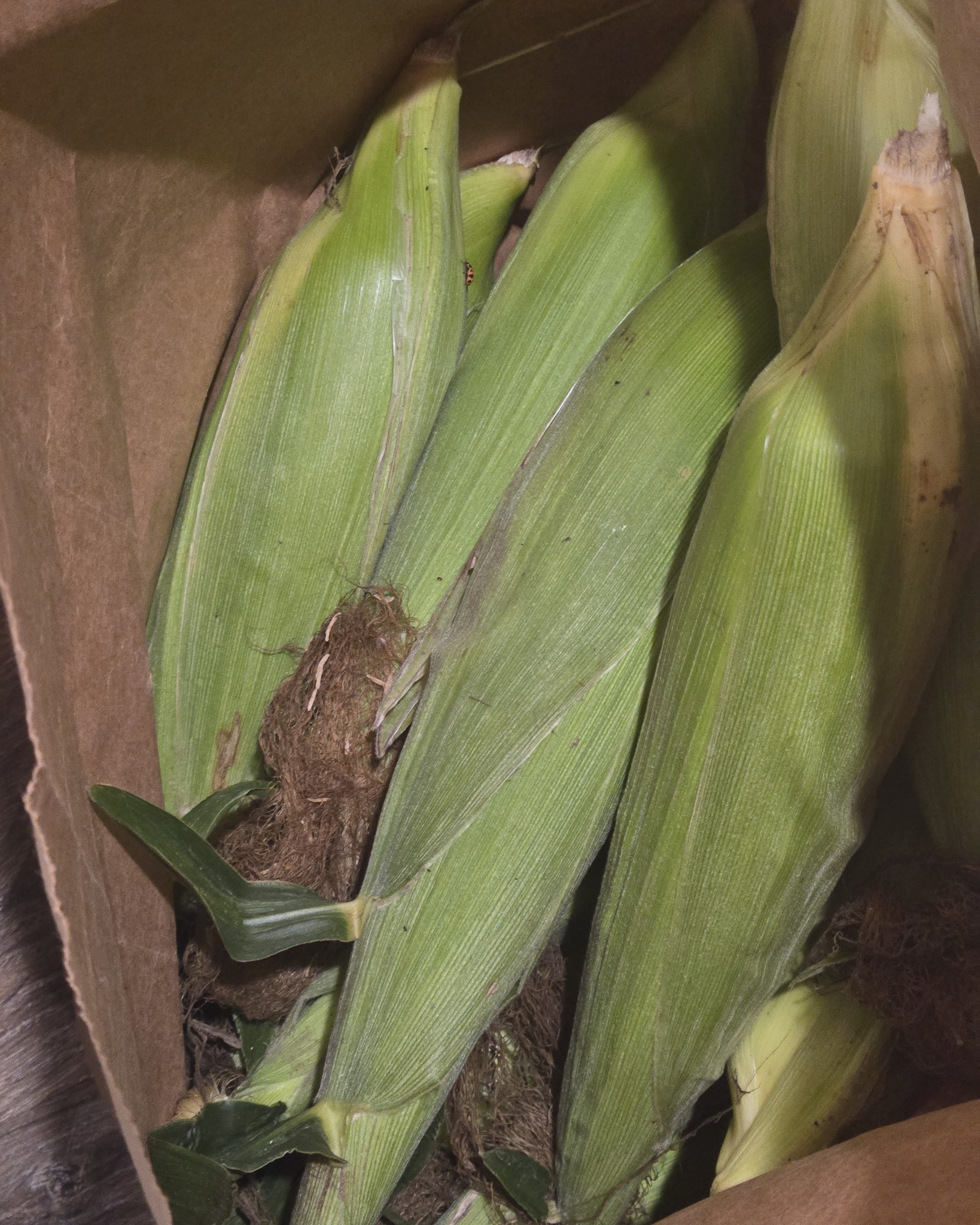 Taya's sweet corn is ready!!! If you are interested, please message me and I can bring it to the salon Wednesday or Thursday for pick up! Recommendation of $5 per dozen but please pay what you wish.  Taya has helped with all phases of this process and will be picking it also with a little help from mom and dad.