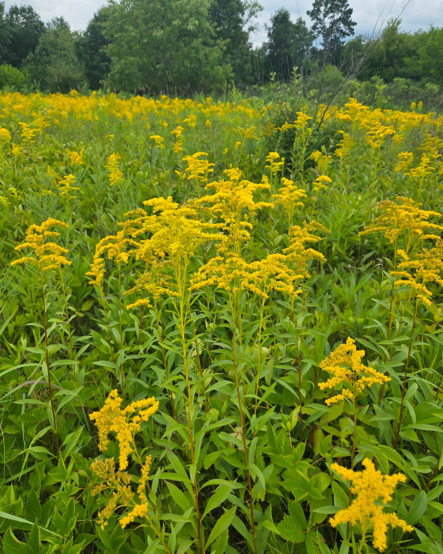 I went on a little adventure and found this field of gorgeous goldenrod. How pretty is this!? I love native wildflowers, and these are a jackpot for the migrating butterflies! 🦋 🦋 🦋 🦋 (Yes, the migration will be happening soon, hard to believe )