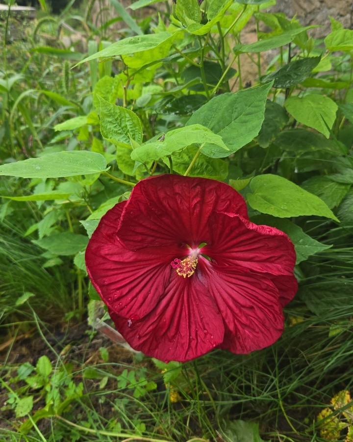 Here is a fresh hibiscus flower to brighten up the day! So happy to see it bloom again after the rough transplant!